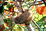 Picture 'Cr1_19_36 Sloth, Costa Rica'